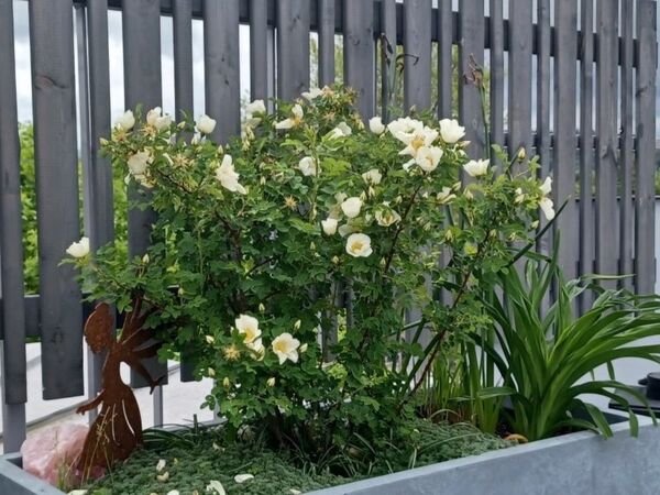 p + b baurealisation