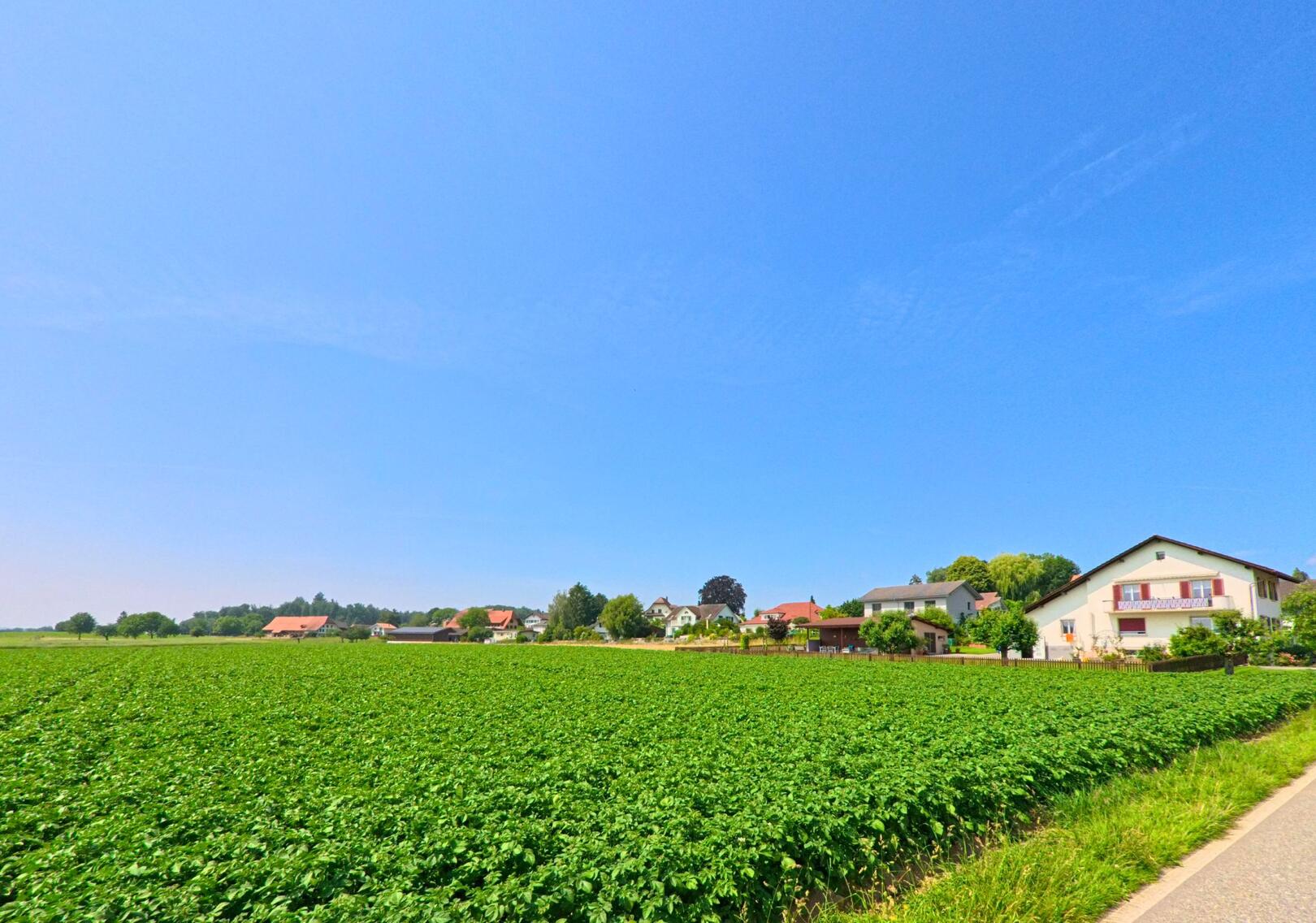 In Aeschi (4556, Kanton Solothurn) grenzen gruene Felder direkt an eine kleine Wohnsiedlung mit freistehenden Einfamilienhaeusern unter klarem Sommerhimmel.