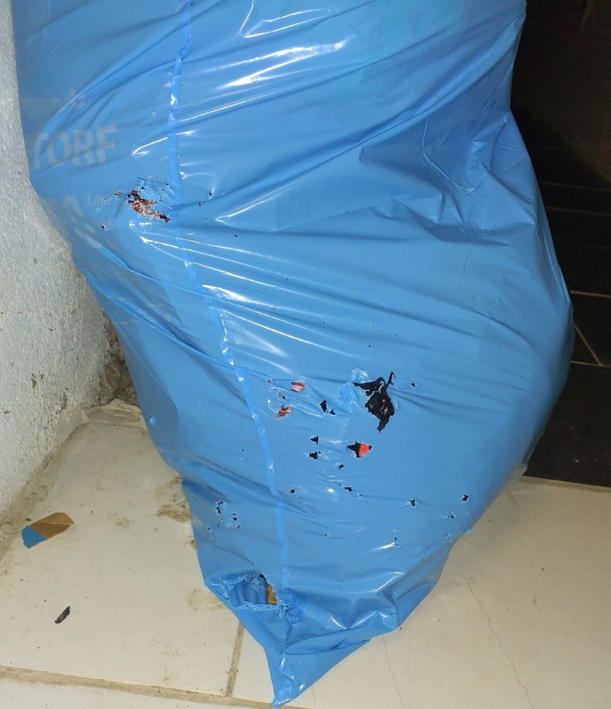 In Aeugst am Albis (8914, Kanton Zürich) steht ein blauer Abfallsack mit deutlichen Bissspuren und Löchern auf einem gefliesten Boden an einer Wand.