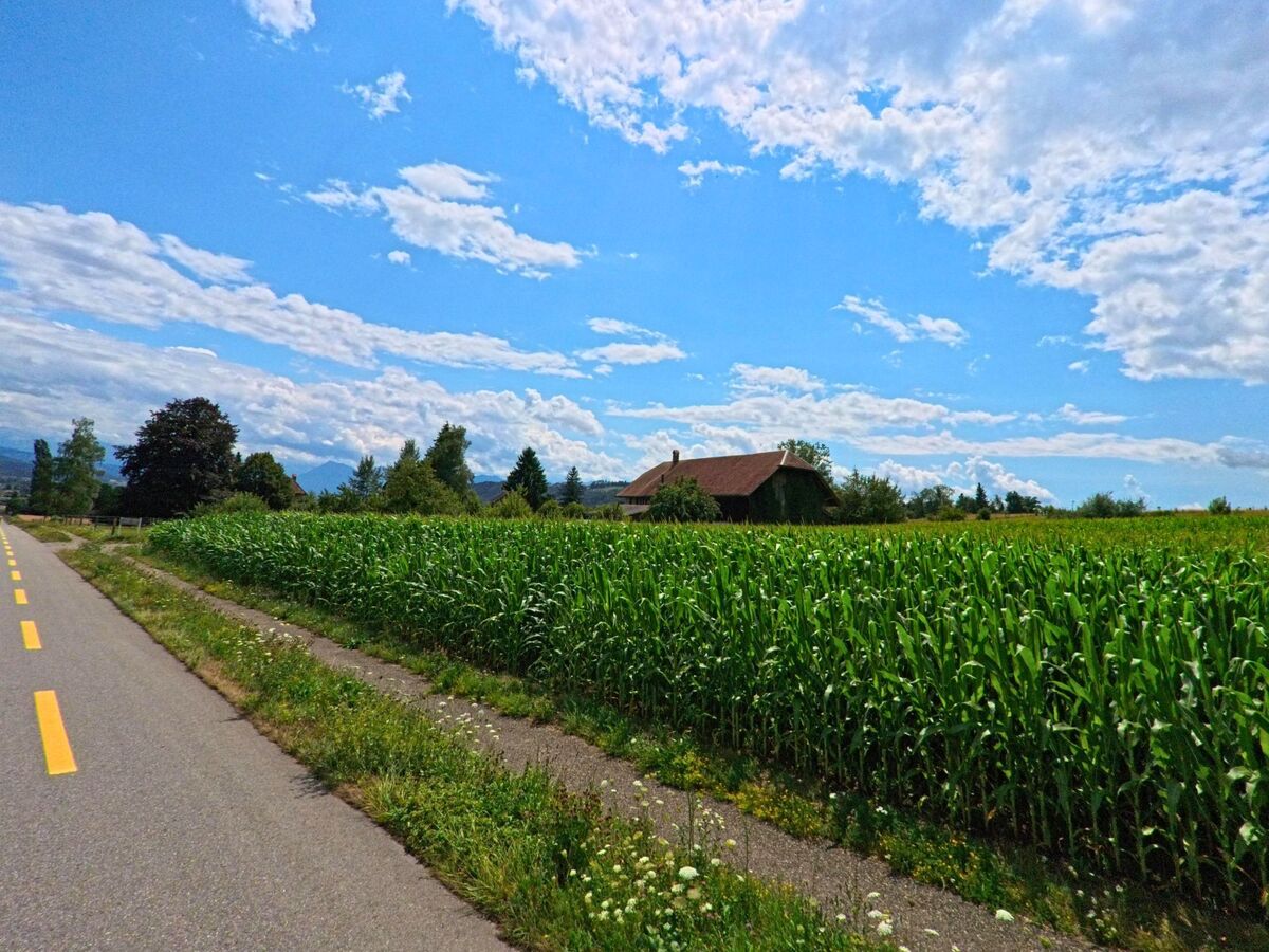 Zwischen Maisfeldern und einem begleitenden Fussweg verläuft eine schmale Strasse in Allmendingen (3112, Kanton Bern) vorbei an einem abgelegenen Bauernhaus mit Walmdach.