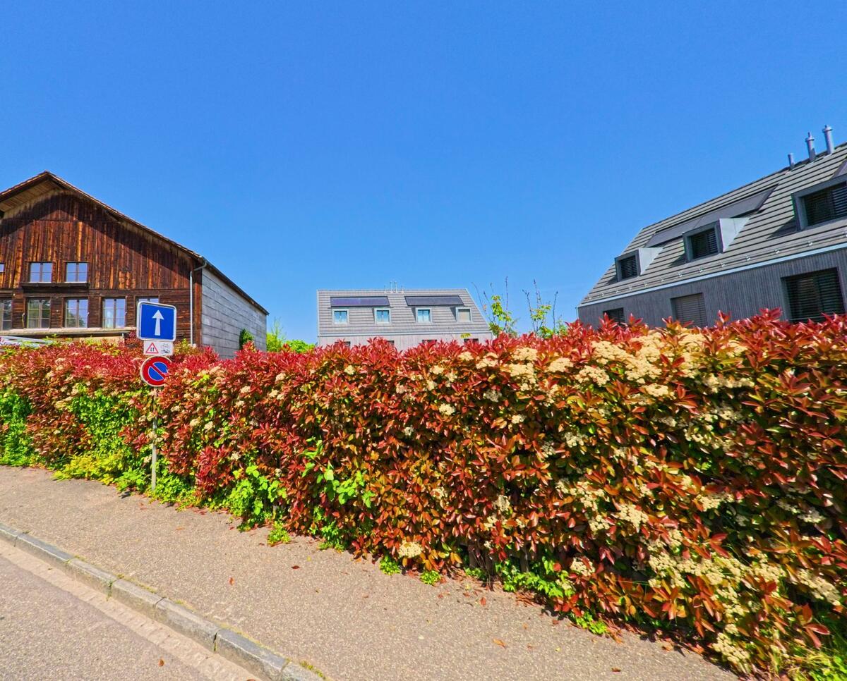 In Allschwil (4123, Kanton Baselland) verläuft eine Einbahnstrasse an einer dichten rot-grünen Hecke entlang, dahinter stehen moderne Wohnhäuser und ein altes Holzgebäude.
