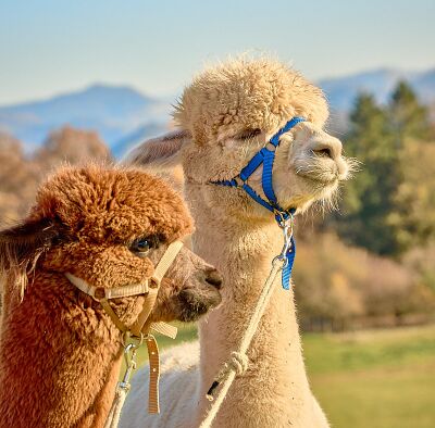Alpaka Zürich Oberland