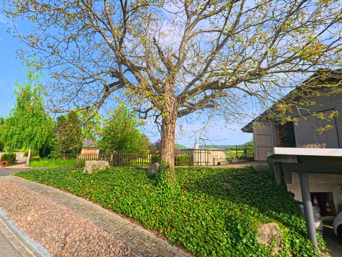In Anwil (PLZ 4469, Kanton Basel-Landschaft) steht ein grosser Baum mit ausladender Krone an einem gepflegten Grünstreifen neben einem Wohngebäude.