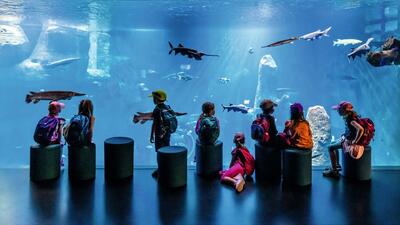 Im AQUATIS Aquarium-Vivarium in Lausanne (1010, Kanton Waadt) beobachten Kinder mit Rucksaecken grosse Fische und Rochen in einem beeindruckenden Unterwasserbecken.