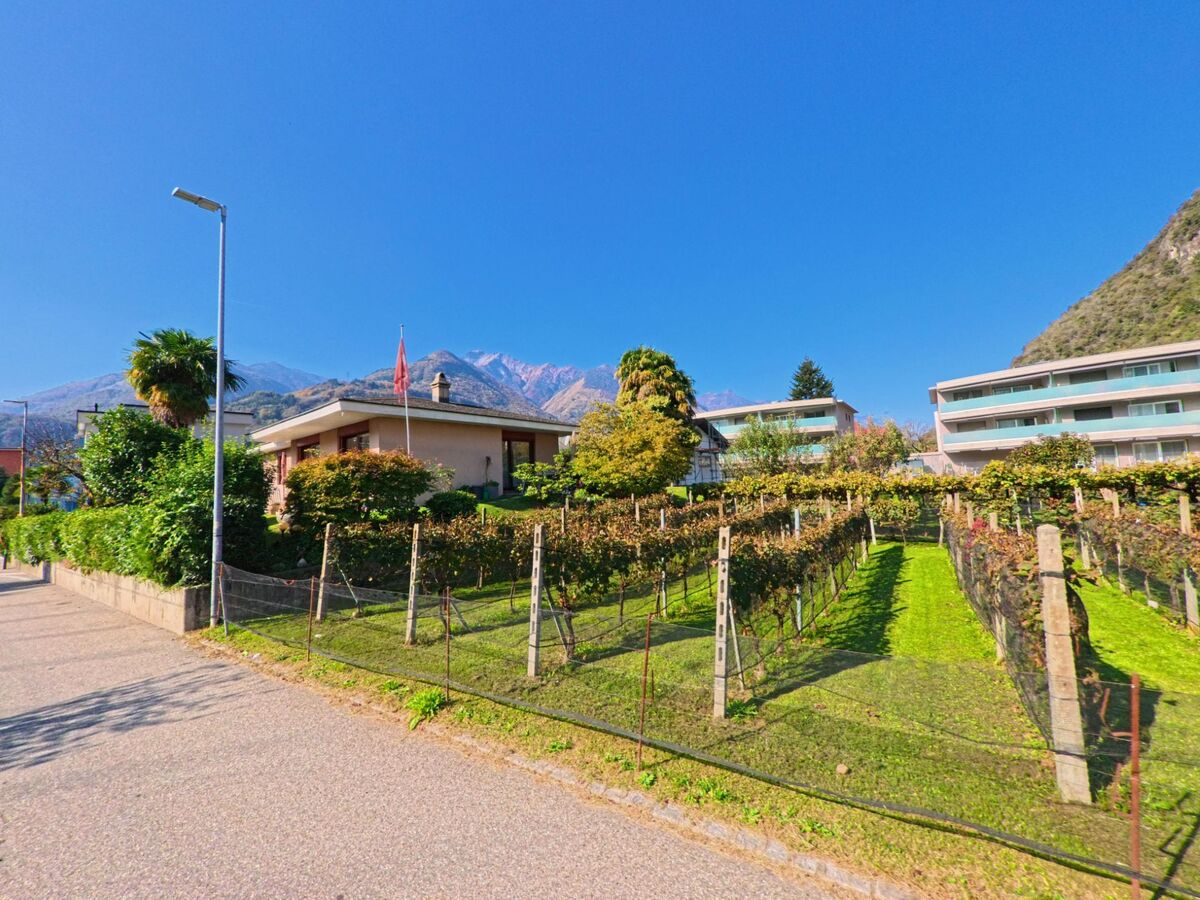 Ein gepflegter Rebhang mit parallel verlaufenden Rebstoecken erstreckt sich in Arbedo-Castione (6532, Kanton Tessin) neben einem Wohnhaus, dahinter erhebt sich die alpine Berglandschaft.