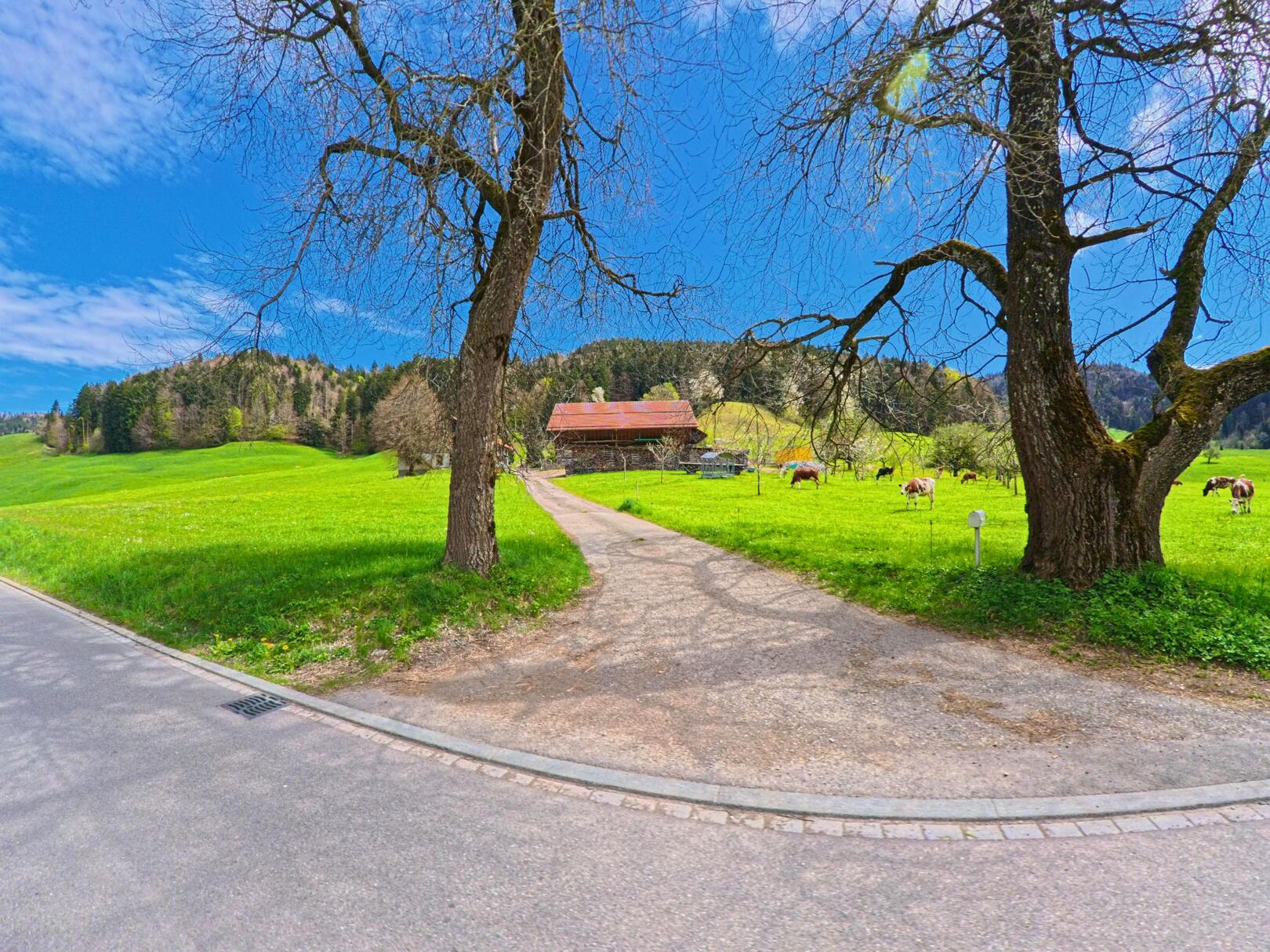 In Bäretswil im Kanton Zürich, PLZ 8498, führt ein Feldweg zwischen zwei Bäumen zu einem Bauernhof mit grasenden Kühen auf einer weitläufigen Wiese.