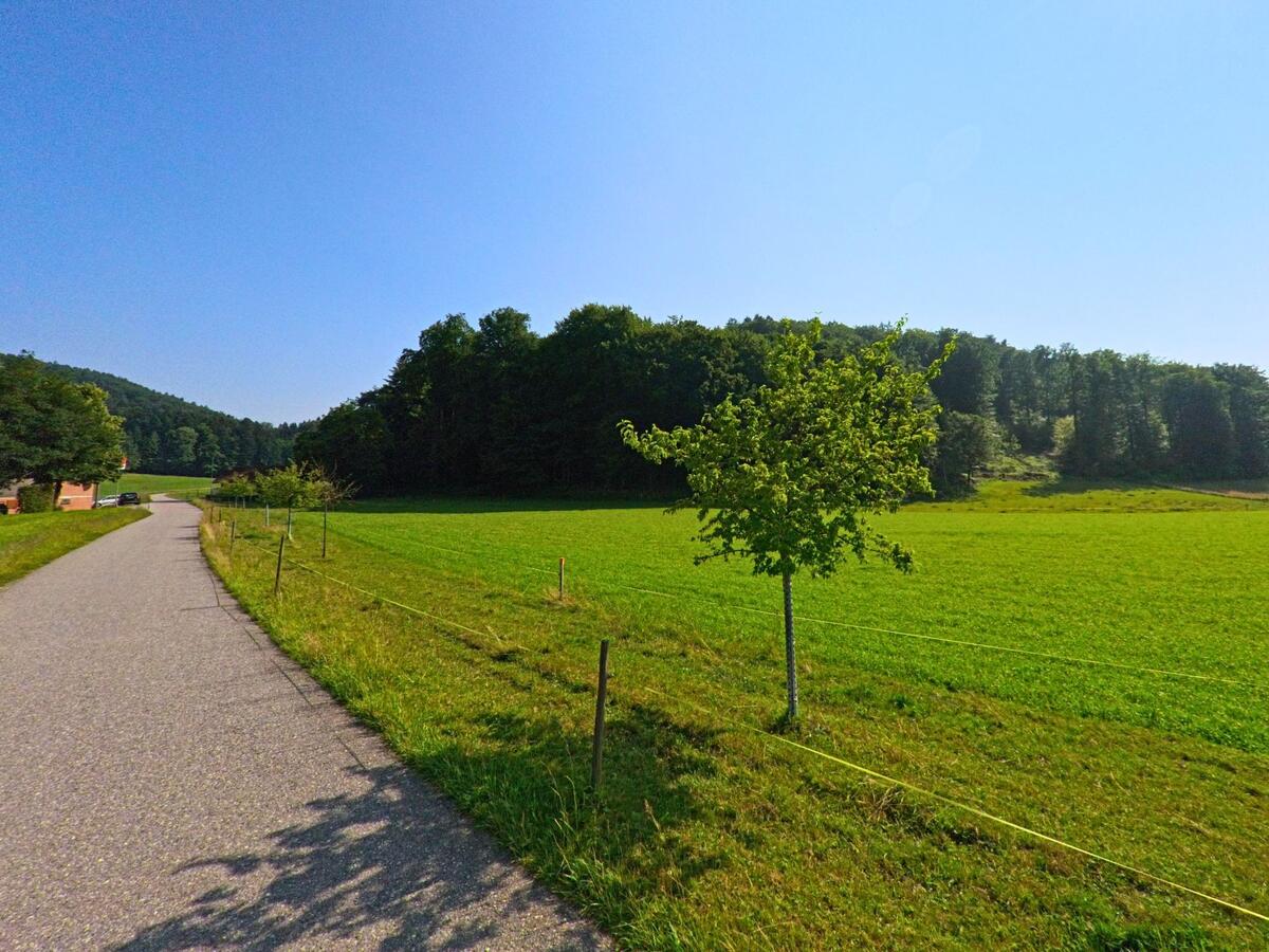 In Bäriswil (3323, Kanton Bern) verläuft ein schmaler Weg entlang einer eingezäunten Weide mit einzelnen Bäumen am Rand eines dichten Waldstücks.
