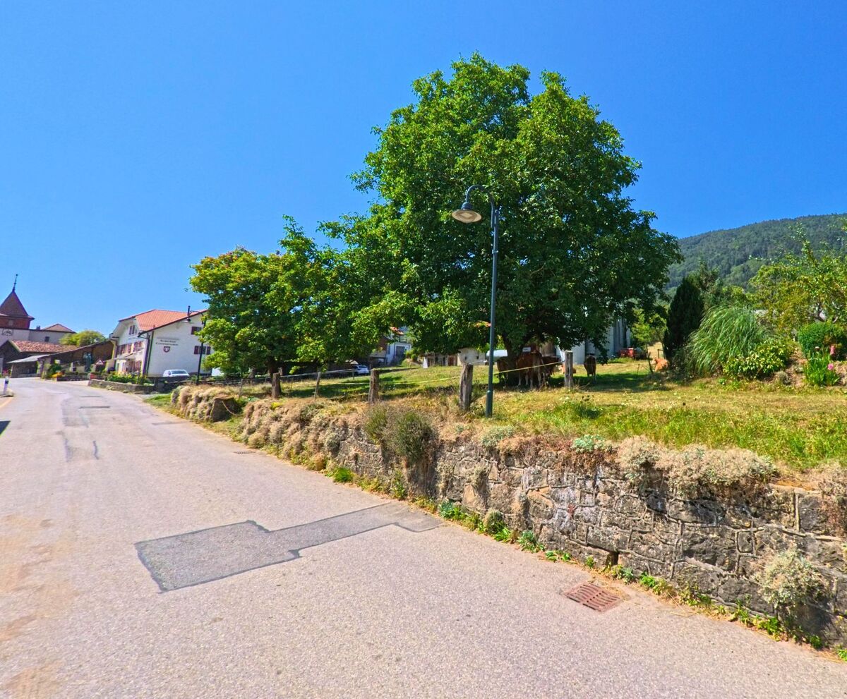An einer Strasse in Berolle (1149, Kanton Waadt) steht ein grosser Baum neben einer Mauer mit Blick auf das Dorf und den Kirchturm.