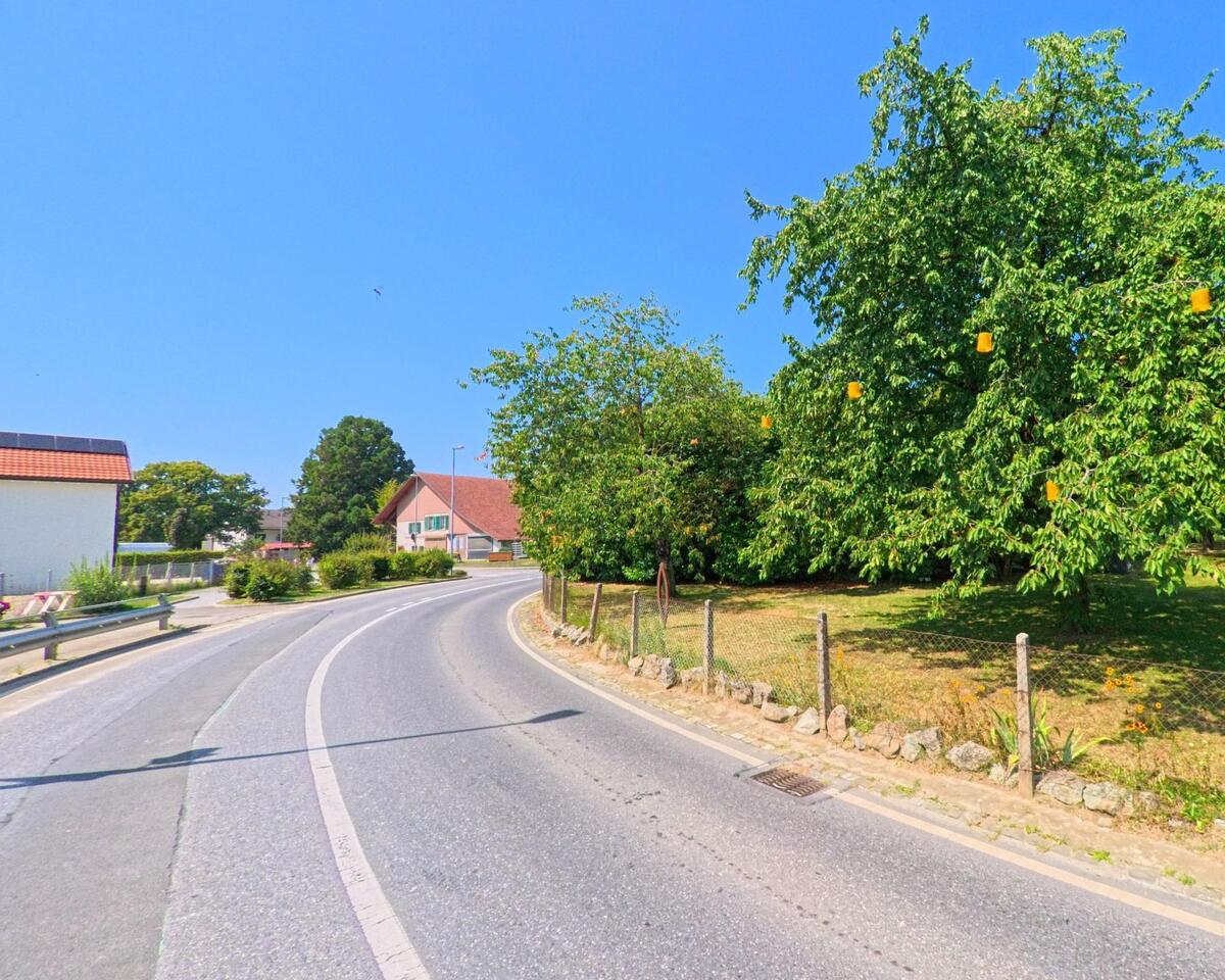 Eine geschwungene Strasse fuehrt in Bettens (1377, Kanton Waadt) an einem grossen Baum vorbei, der mit gelben Kaesten zur Obsternte versehen ist.