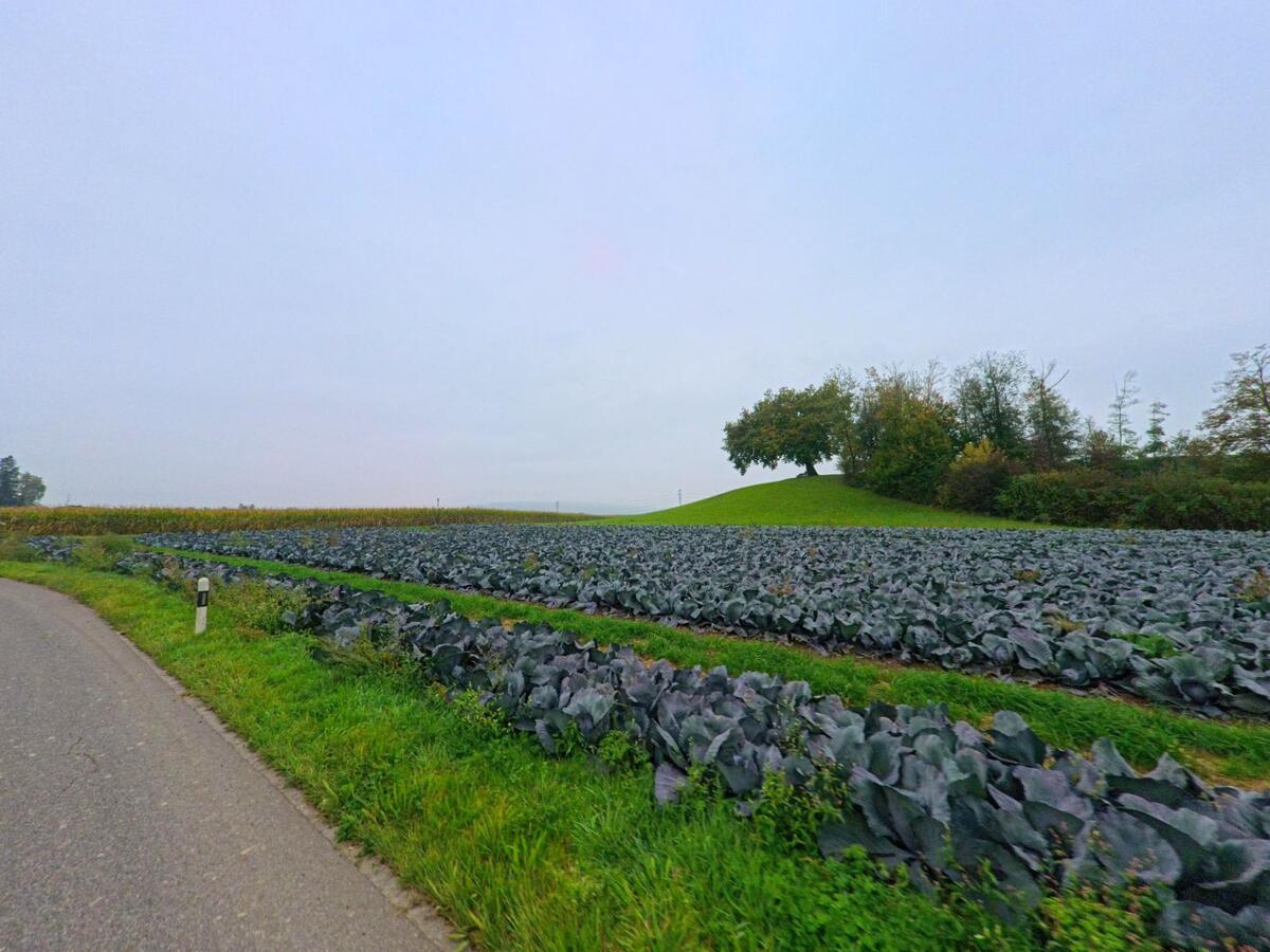 Am Ortsrand von Birrhard (5244, Kanton Aargau) erstrecken sich weitläufige Felder mit Rotkohlpflanzen entlang einer schmalen Landstrasse.