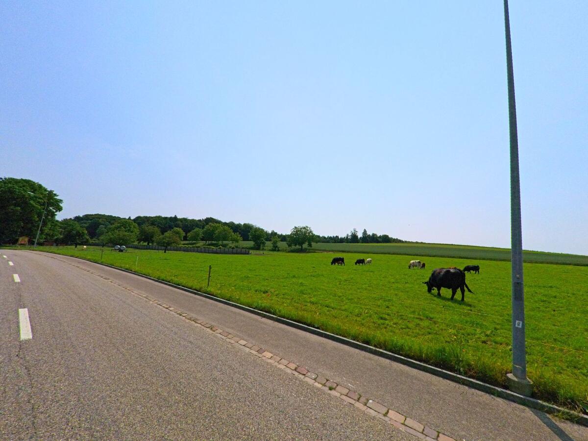 Auf einer Weide in Bolken (4556, Kanton Solothurn) grasen Kuehe neben einer Landstrasse mit Blick auf sanfte Huegel und Waldsaeume.