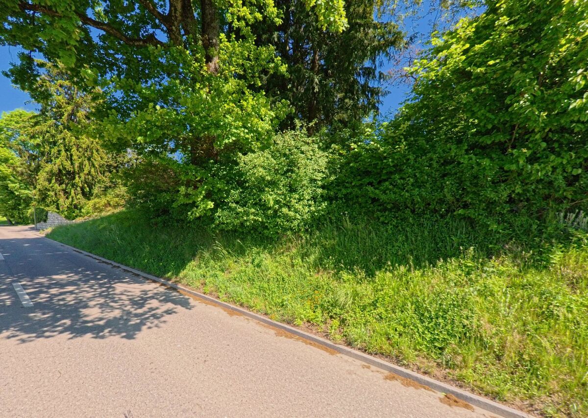 Dichte Sträucher und hohe Bäume säumen eine wenig befahrene Strasse in Boppelsen im PLZ-Gebiet 8113 im Kanton Zürich an einem sonnigen Tag.