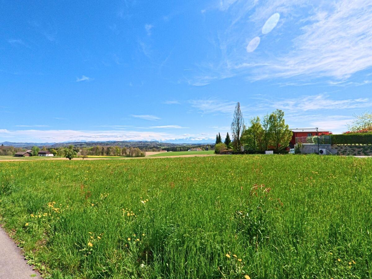 In [ORT] 8311 im [KANTON] Zürich breitet sich eine blühende Wiese mit Fernblick über Felder und Wälder bis hin zu den schneebedeckten Alpen aus.