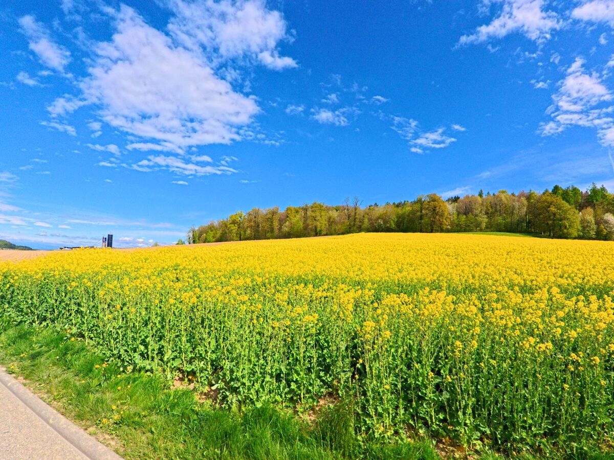 Ein weitläufiges Rapsfeld in voller Blüte erstreckt sich in Buch am Irchel, 8414 im Kanton Zürich vor einem Waldstück unter einem wolkigen Frühlingshimmel.