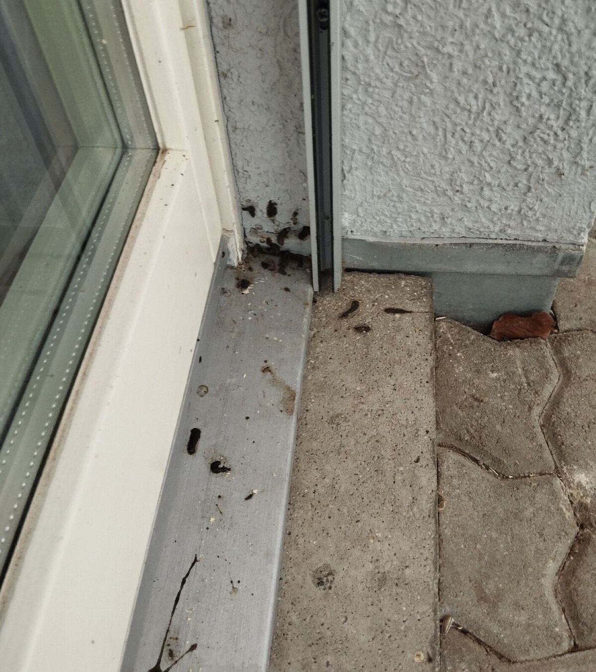 Vor einer Haustür in Bülach (8180, Kanton Zürich) sind am Türrahmen, der Wand und dem Boden zahlreiche dunkle Kotspuren sichtbar, vermutlich von einem Marderschaden.