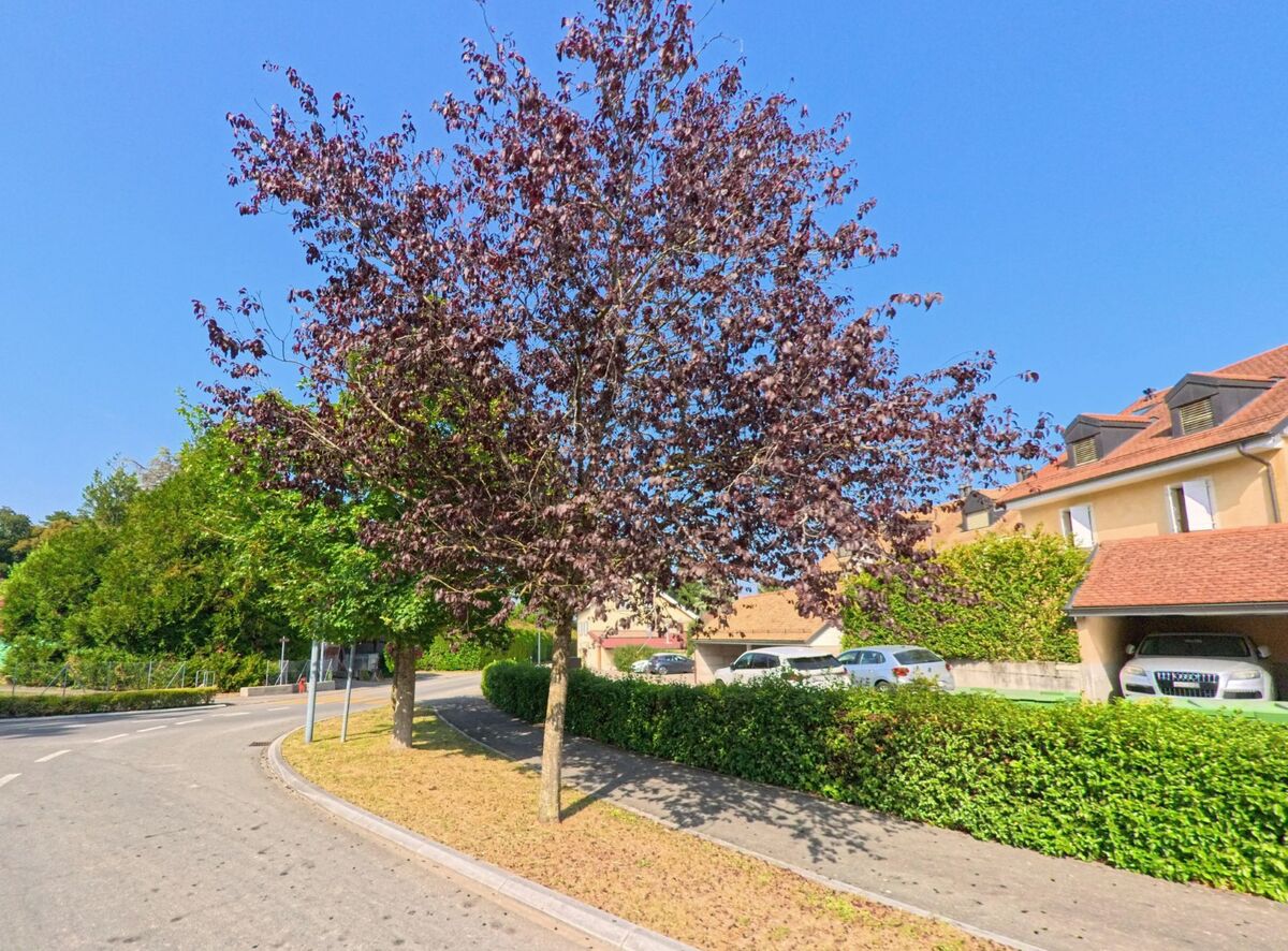 An einer Strassenkreuzung in Chéserex (1275, Kanton Waadt) prüft ein Kammerjaeger die Bäume und Sträucher auf mögliche Nester.