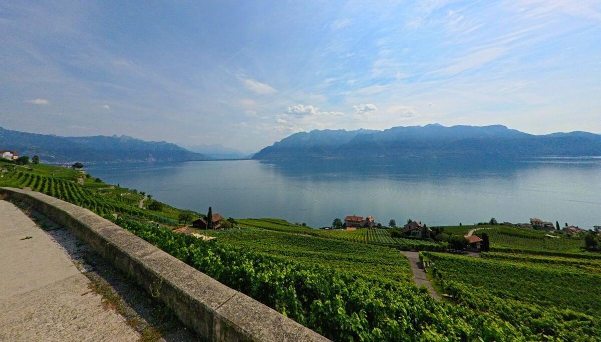 Über den Rebhängen von Chexbres (1071, Kanton Waadt) öffnet sich der Blick weit über den stillen Genfersee bis zu den Bergen am gegenüberliegenden Ufer.