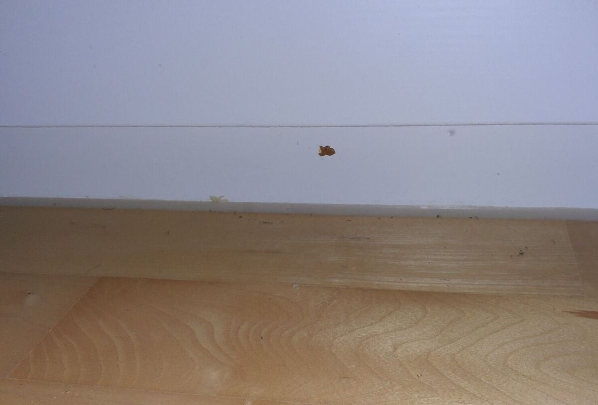 An einer weissen Sockelleiste in Dänikon (8114, Kanton Zürich) klebt ein kleiner brauner Fleck oberhalb eines hellen Parkettbodens mit leichten Verschmutzungen.