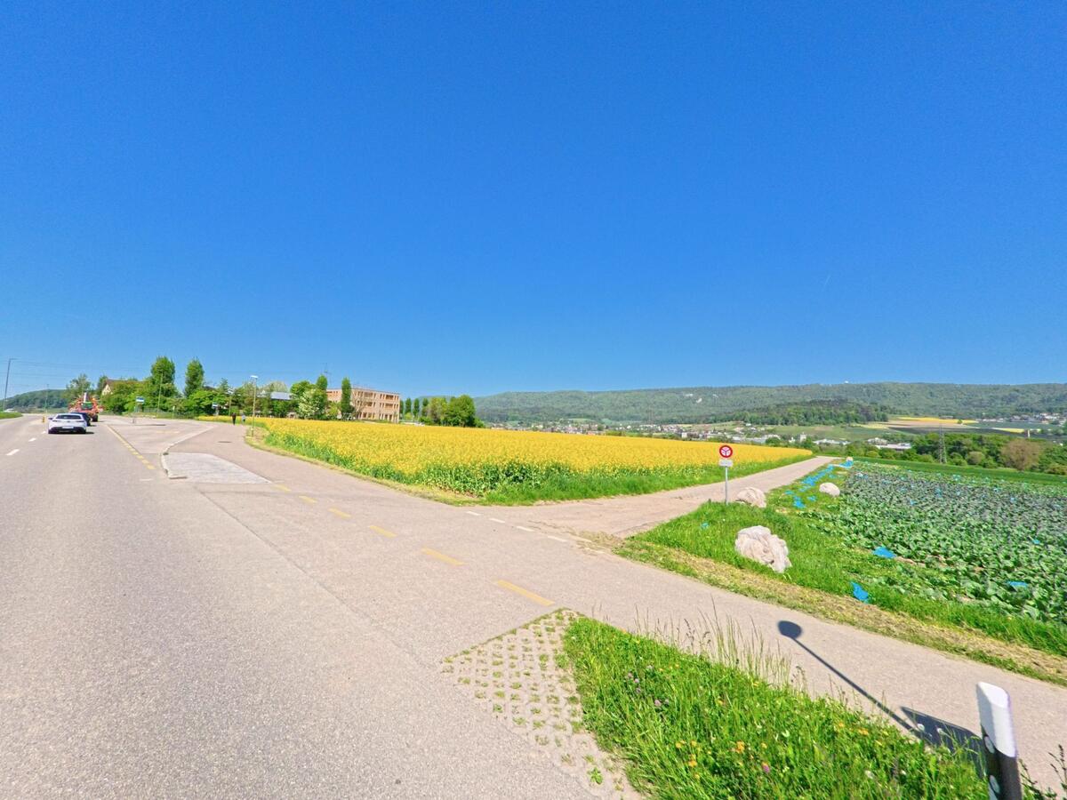 Zwischen Feldern mit gelb blühendem Raps und grünem Gemüse verläuft in Dänikon im Kanton Zürich, PLZ 8114, ein asphaltierter Landwirtschaftsweg mit Blick auf die angrenzenden Hügel.