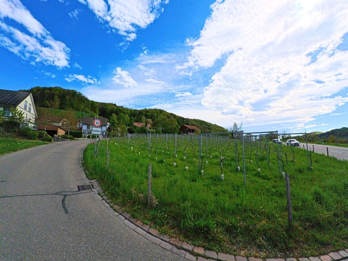 Am Ortseingang von Dättlikon im Kanton Zürich, PLZ 8421, führt eine schmale Strasse vorbei an jungen Rebstöcken und Wohnhäusern in eine grüne Hügellandschaft.