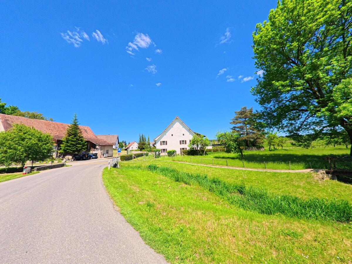 Entlang einer ruhigen Dorfstrasse in Damphreux (2933, Kanton Jura) stehen mehrere Wohn- und Bauernhäuser neben grünen Wiesen und hohen Bäumen.