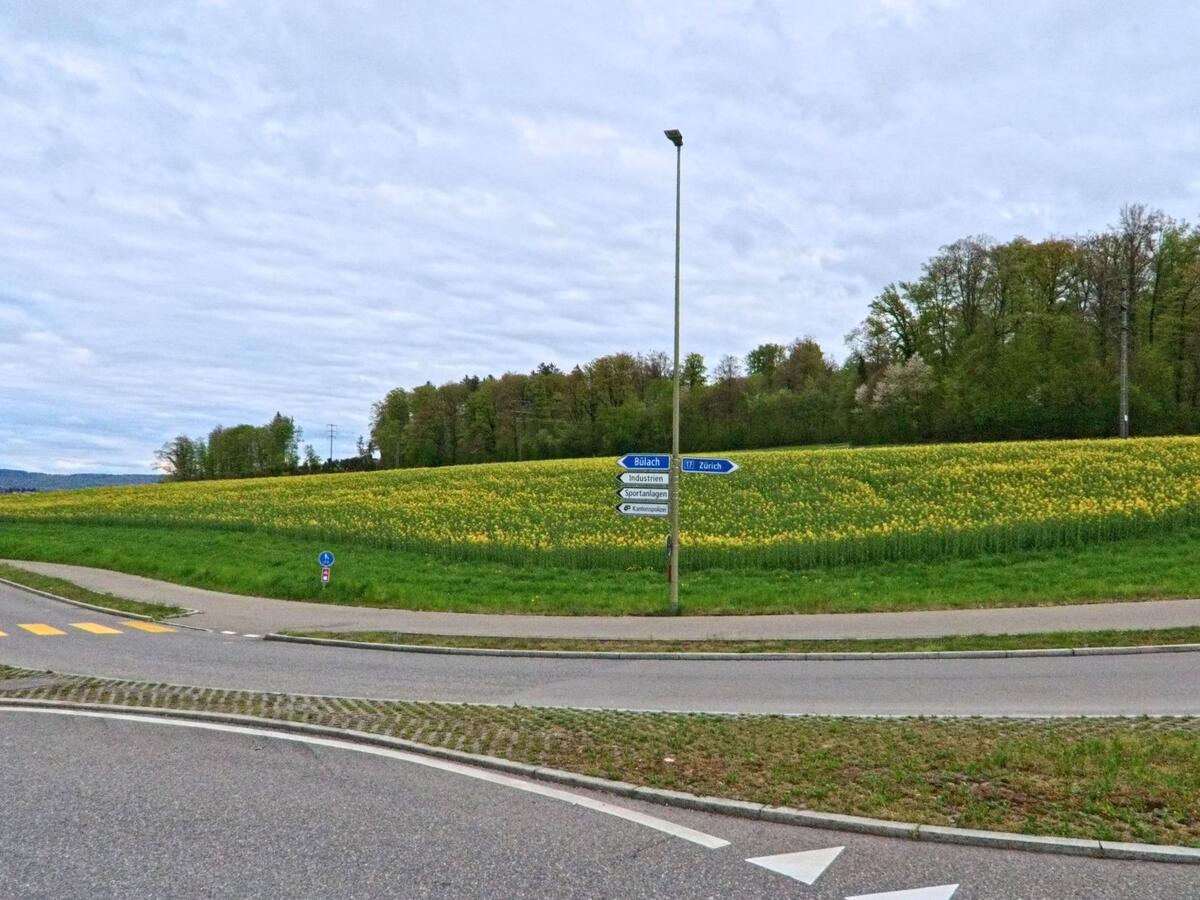 Am Ortsrand von Dielsdorf, PLZ 8157 im Kanton Zürich, erstreckt sich ein blühendes Feld mit Wegweisern in Richtung Zürich und Bülach.