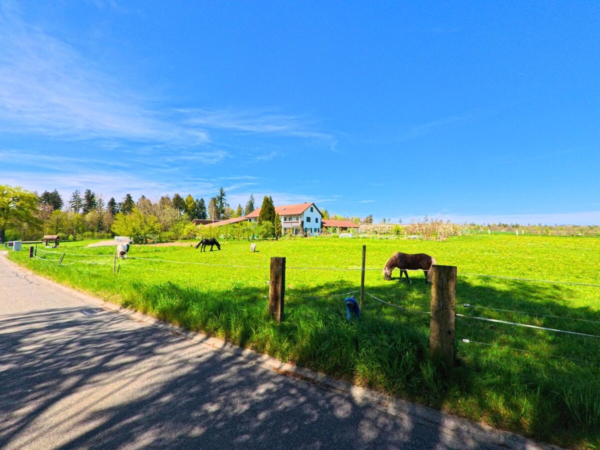 In Dietlikon im Kanton Zürich, PLZ 8305, grasen mehrere Pferde auf einer weitläufigen Wiese vor einem Bauernhaus am Rand eines Waldgebiets.
