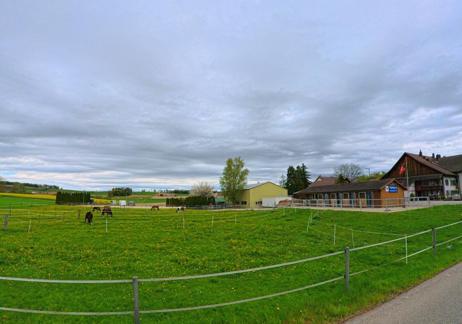 In Dinhard (8474, Kanton Zürich) erstreckt sich eine grüne Weide mit mehreren Pferden vor einem Reitstall und landwirtschaftlichen Gebäuden unter bedecktem Himmel.