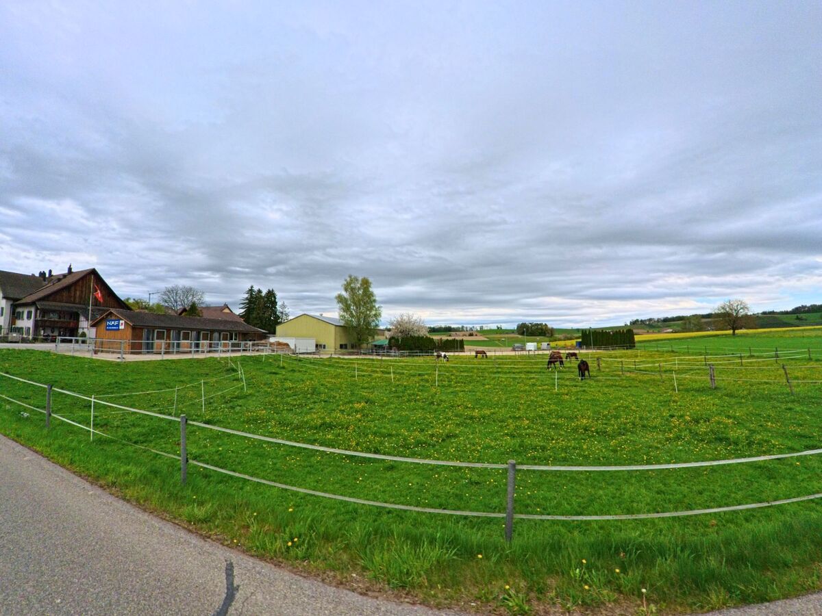 Am Rand von Dinhard im Kanton Zürich, PLZ 8474, grasen Pferde auf einer umzäunten Weide neben einem Stallgebäude mit Schweizer Flagge und NAF-Schild.