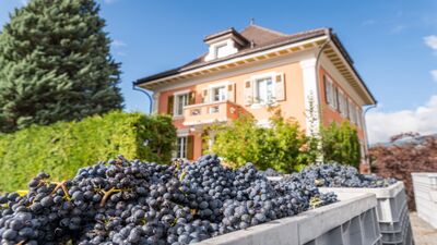 Vor dem Gebäude der Domaines Chevaliers in Salgesch (3970, Kanton Wallis) liegen frisch geerntete blaue Trauben in grossen Behältern, bereit zur Weinproduktion.