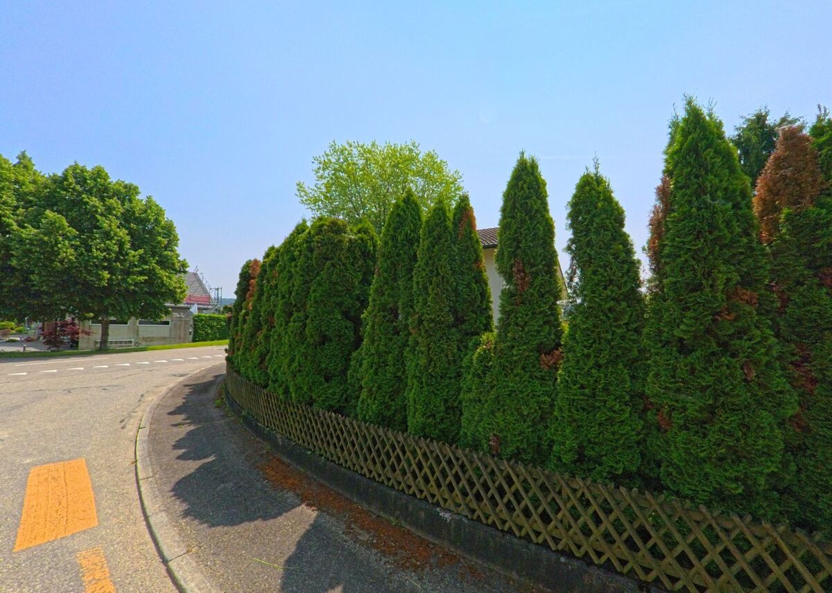 Eine dichte Hecke aus Lebensbäumen säumt in Drei Höfe (4558, Kanton Solothurn) den Rand einer Kurve im Wohnquartier und bietet Sichtschutz für ein angrenzendes Haus.