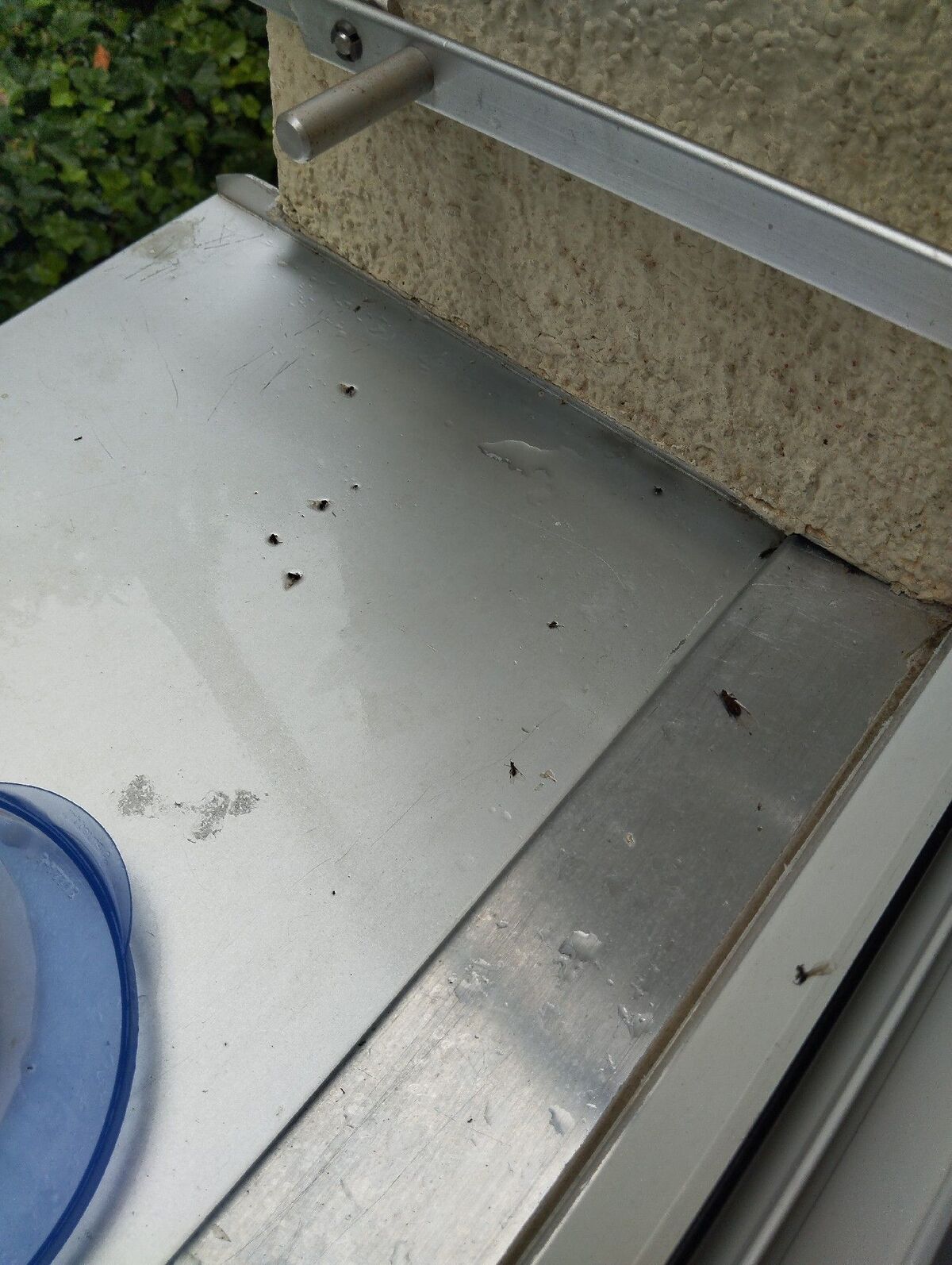 Auf einer Fensterbank in Dürnten (8608, Kanton Zürich) sind mehrere tote Insekten und Kotspuren sichtbar, was auf einen Schädlingsbefall im angrenzenden Bereich hinweist.