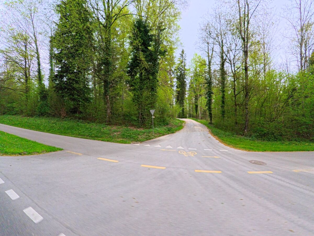 Ein geteilter Rad- und Fussweg führt in Ellikon an der Thur, PLZ 8548 im Kanton Zürich, durch einen lichten Frühlingswald mit hohen Bäumen und dichter Vegetation.