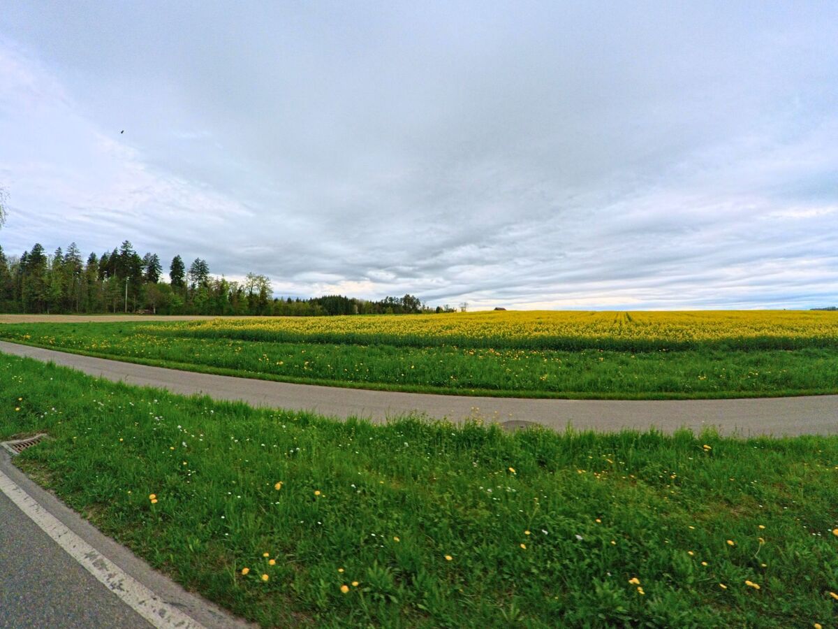 Ein ausgedehntes Rapsfeld in voller Blüte erstreckt sich bei Ellikon an der Thur, PLZ 8548 im Kanton Zürich, unter einem bewölkten Himmel neben einem schmalen Landweg.