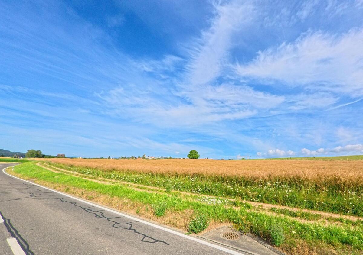 Eine kurvenreiche Strasse fuehrt an einem ausgedehnten Kornfeld vorbei, das sich unter dem weiten Himmel von Epsach (3272, Kanton Bern) erstreckt.