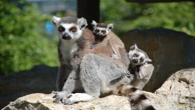 In der Erlebniswelt Seeteufel in Studen (2557, Kanton Bern) sitzt ein Katta mit zwei Jungtieren auf einem Felsen und blickt aufmerksam in die Kamera.