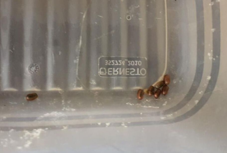 In Erlenbach (8703, Kanton Zürich) sind einige tote Bettwanzen in einem Plastikbehälter zu sehen.