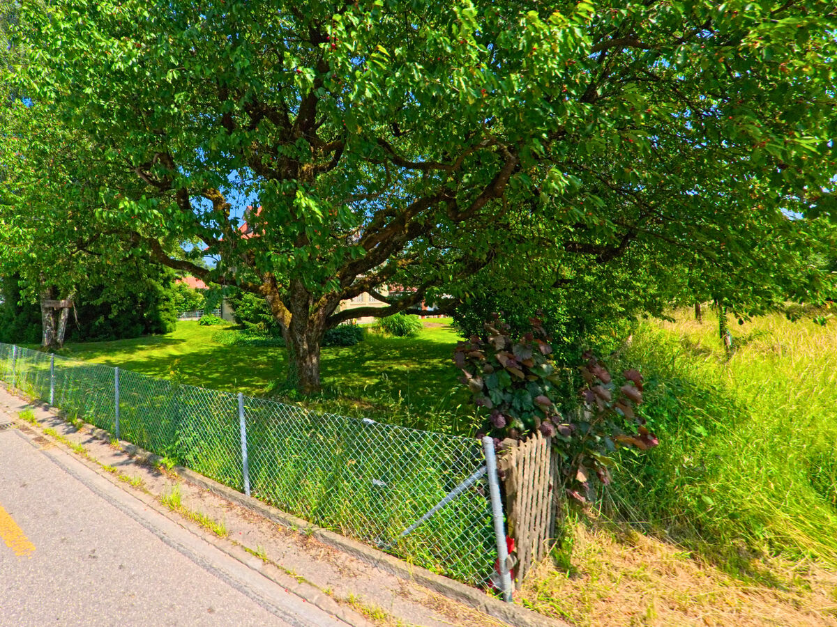 In Ersigen (3423, Kanton Bern) steht ein alter Obstbaum mit ausladender Krone hinter einem Drahtzaun entlang einer schmalen Dorfstrasse.