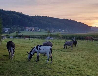 Mehrere Esel grasen ruhig auf einer eingezäunten Wiese in Grasswil (3365, Kanton Bern) vor einer ländlichen Landschaft bei Abendlicht.