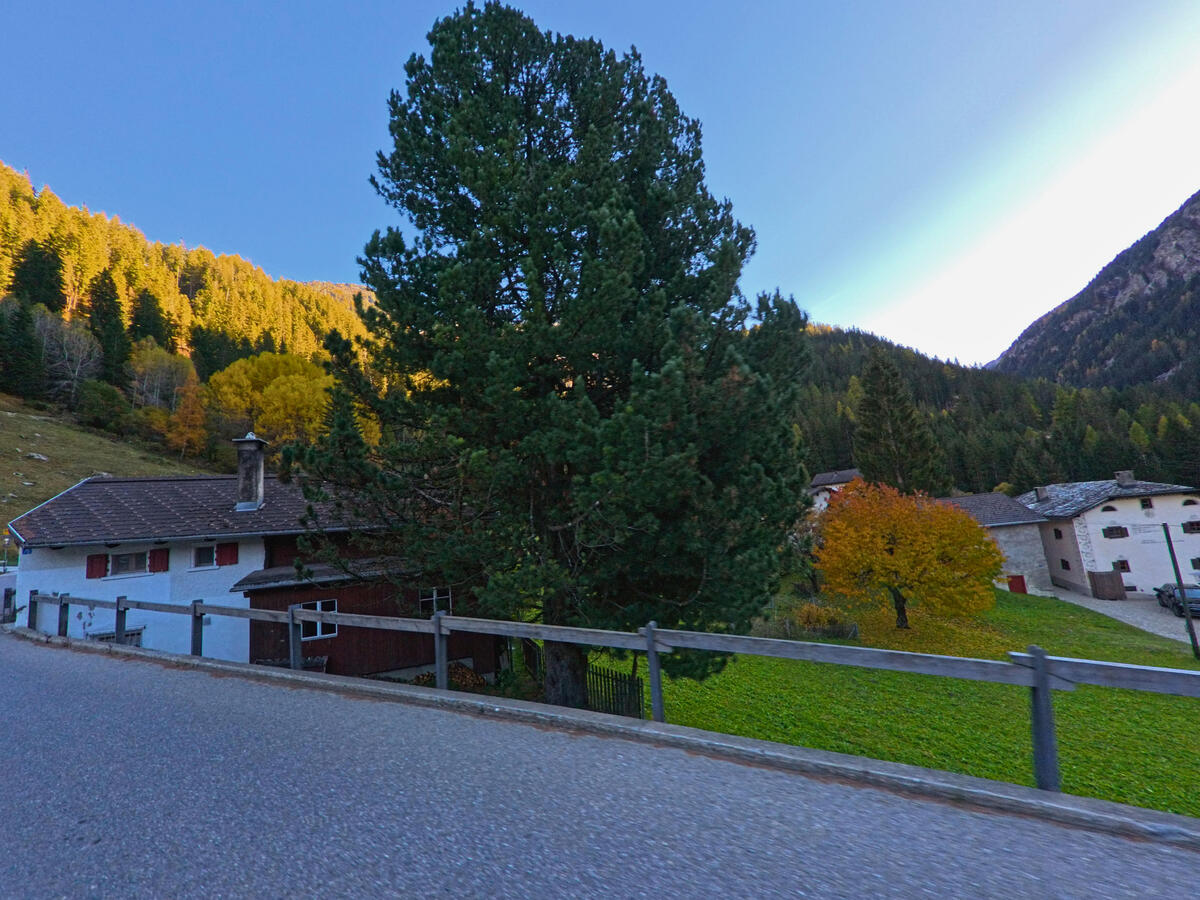 Im Dorfzentrum steht eine hohe Tanne zwischen Wohnhaeusern in Ferrera (7444, Kanton Graubünden).