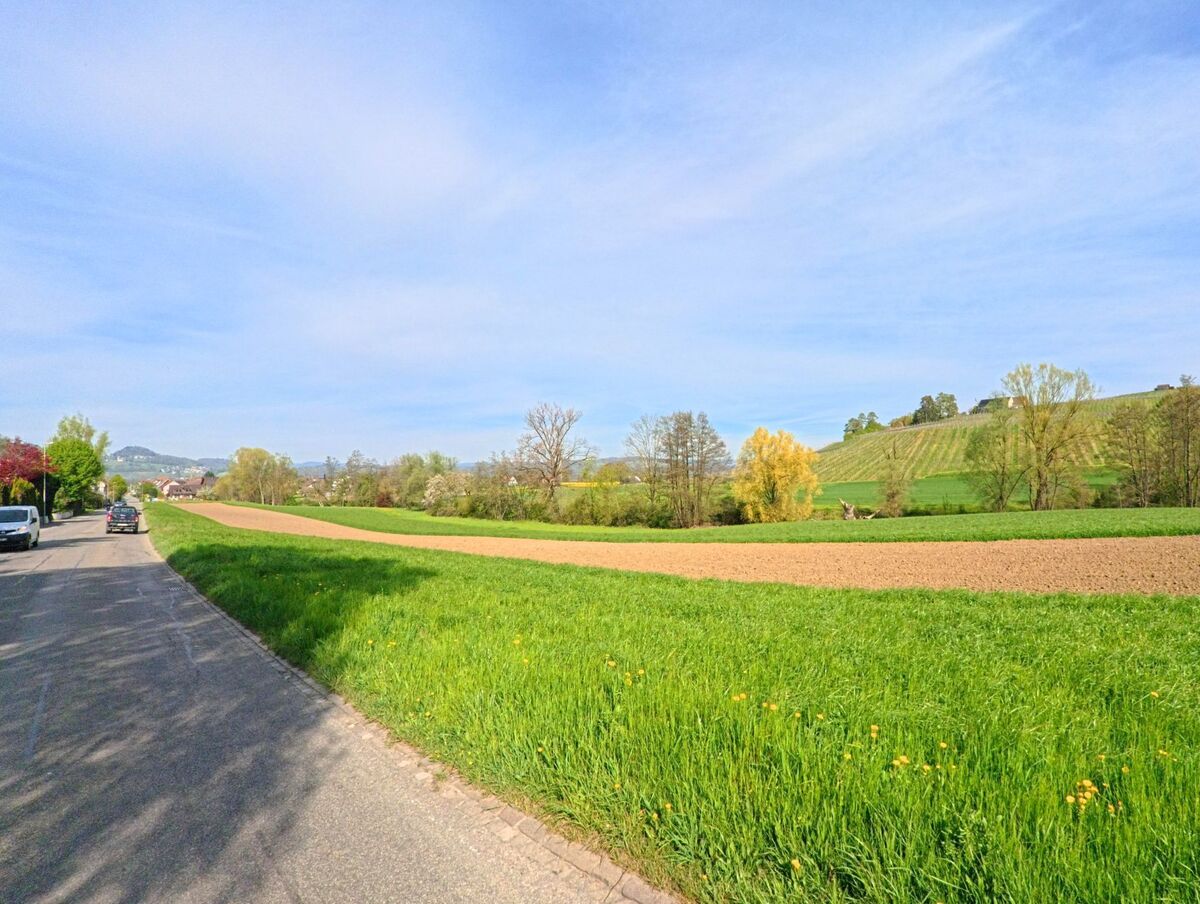 Am Rand von Flaach, PLZ 8416 im Kanton Zürich, verläuft eine Landstrasse entlang von Feldern und Wiesen, im Hintergrund sind Rebberge und einzelne Häuser auf einem Hügel zu erkennen.