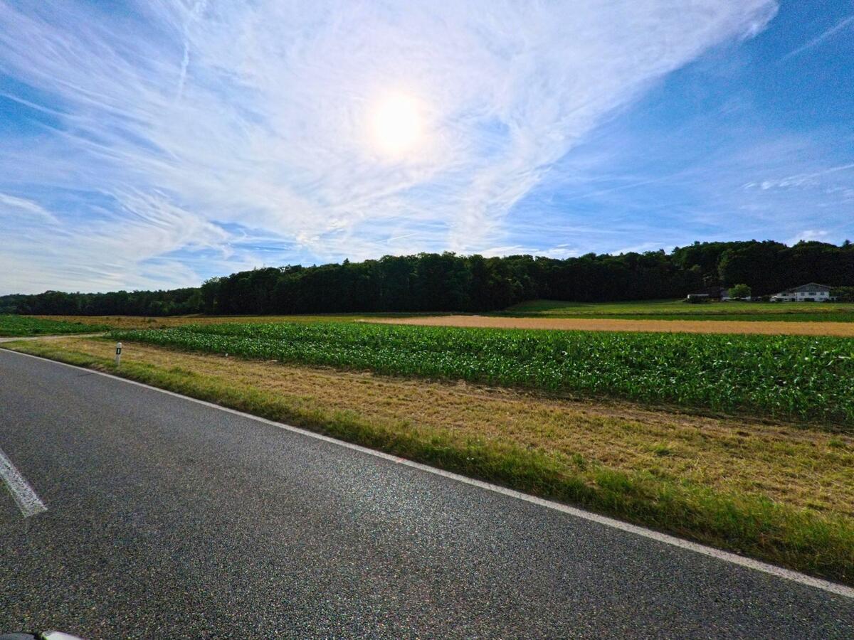 Entlang einer Landstrasse in Fräschels (3284, Kanton Bern) breitet sich eine weite Agrarlandschaft mit jungen Pflanzenfeldern vor einem Waldstreifen aus.