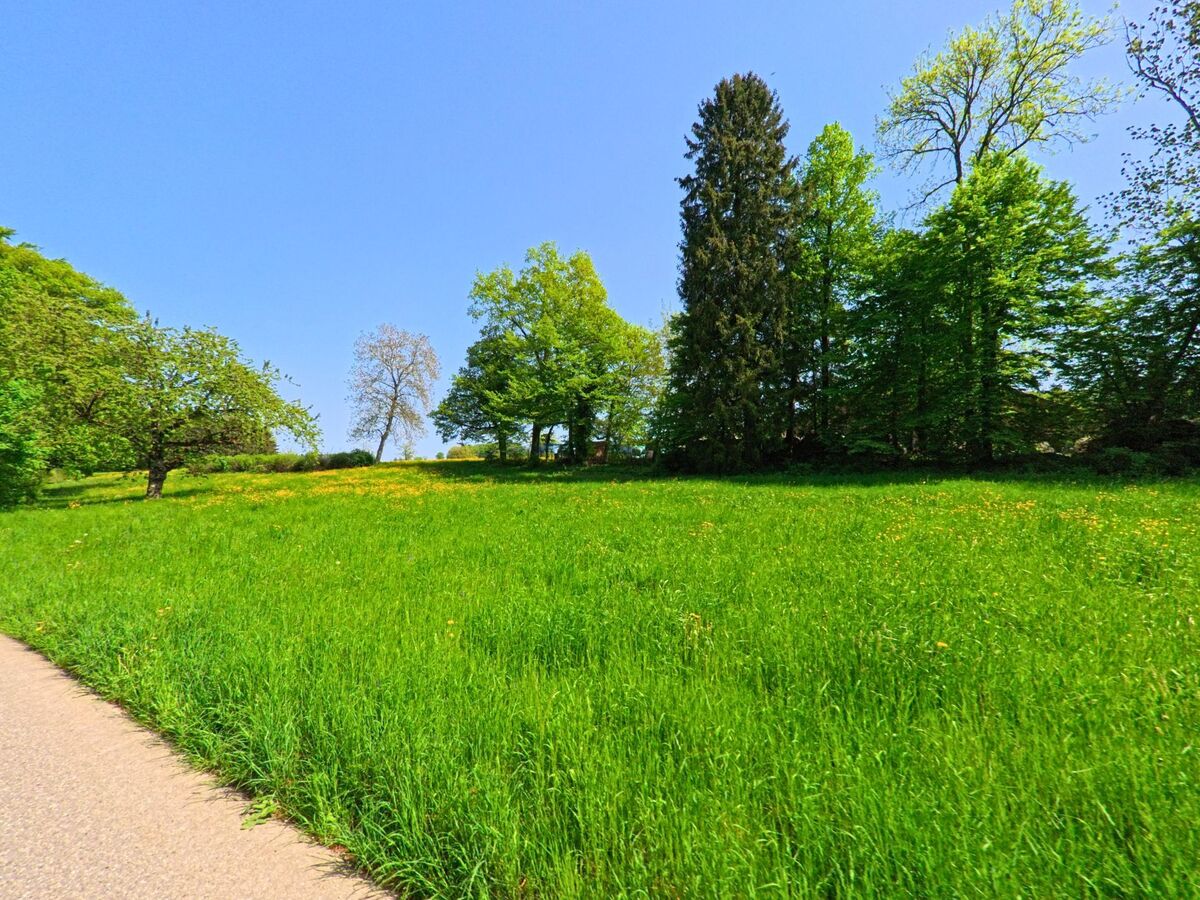 Am Waldrand von Gempen (4145, Kanton Solothurn) breitet sich eine blühende Frühlingswiese mit Löwenzahn und einzelnen Bäumen unter klarem Himmel aus.