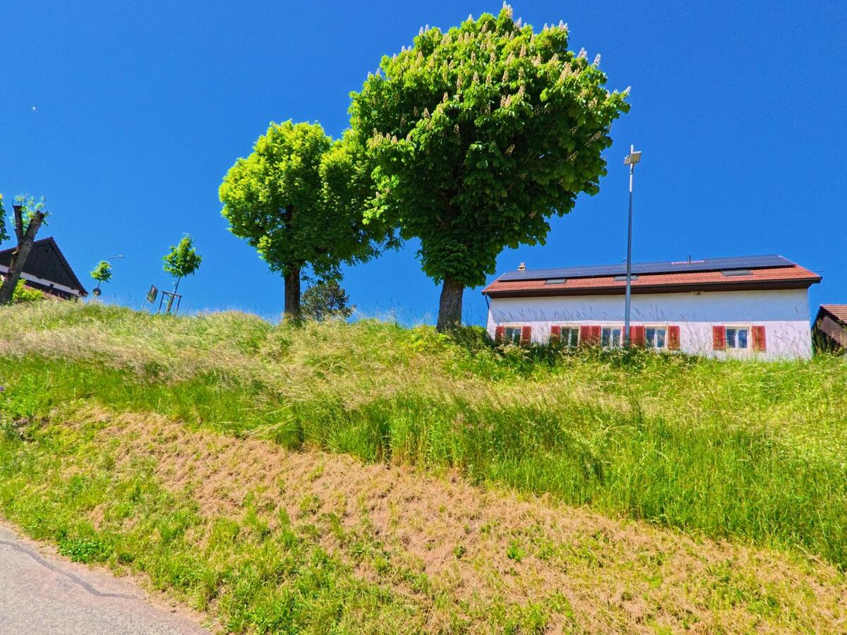 Auf einem grasbewachsenen Hang in Grandfontaine (2908, Kanton Jura) stehen Kastanienbäume vor einem weissen Haus mit roten Fensterläden und Solarpanels.