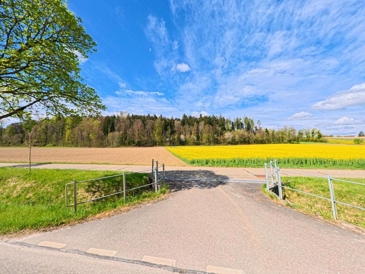 In der Gemeinde Hagenbuch mit der PLZ 8523 im Kanton Zürich öffnet sich der Blick von einem geteerten Weg über blühende Rapsfelder bis hin zu einem dichten Waldstreifen.
