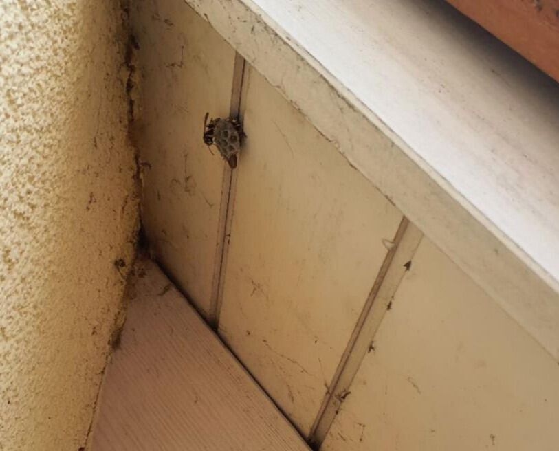  In Herrliberg (8704, Kanton Zürich) ist eine Spinne an einer Wand in der Nähe eines Fensterrahmens zu sehen, mit sichtbaren Spinnweben und Schmutz.