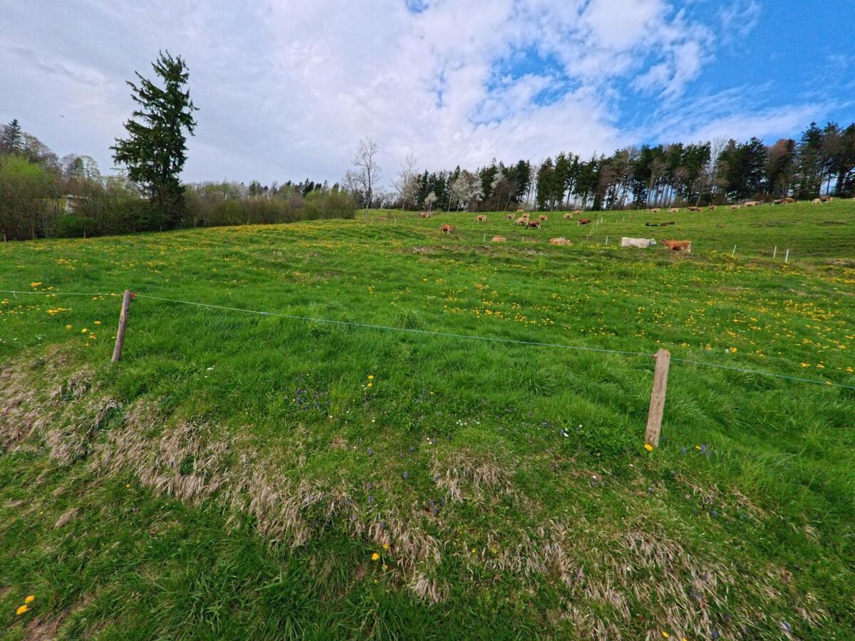 In Hinwil im PLZ-Gebiet 8342 im Kanton Zürich grasen Rinder auf einer weitläufigen, leicht ansteigenden Weidefläche vor einem dichten Waldrand.