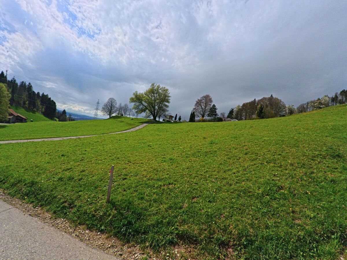 In Hinwil im PLZ-Gebiet 8342 im Kanton Zürich durchquert ein schmaler Weg eine weitläufige Wiese mit vereinzelten Bäumen und Blick auf Strommasten am Horizont.