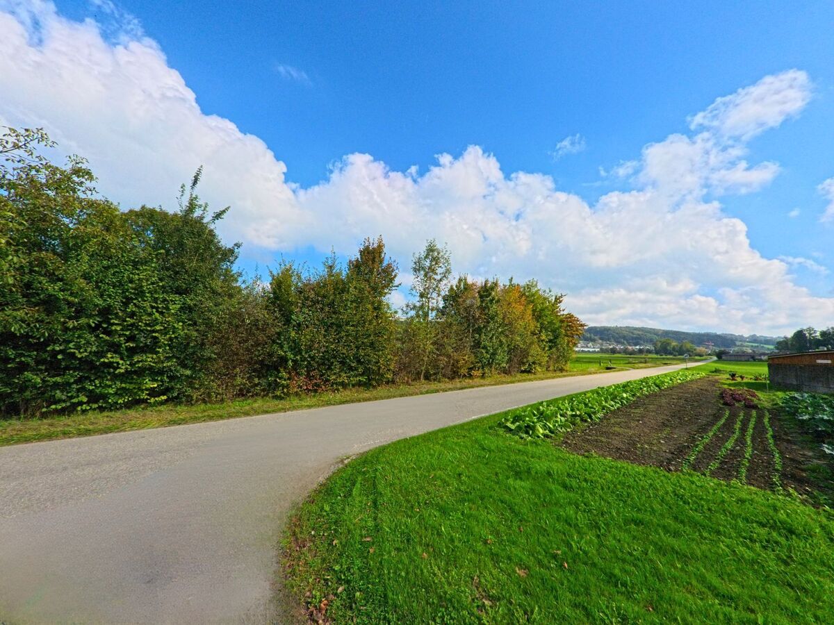 hitzkirch_6295_landweg_mit_baumsaum.jpg