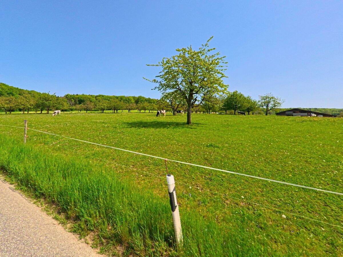 In Hochwald (4146, Kanton Solothurn) weiden Kuehe auf einer grünen Obstwiese mit einzelnen Baeumen unter blauem Himmel.